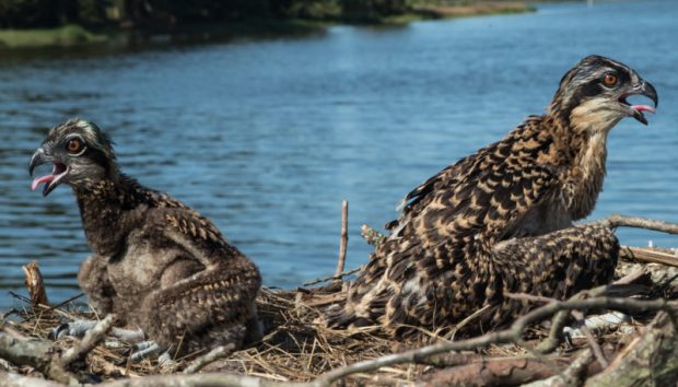 An asymmetric brood is pictured in the lower Chesapeake Bay. Asymmetry forms in osprey broods when food coming into the nest is inadequate to fully feed all young. A dominance hierarchy forms in the brood allowing dominant young to monopolize access to food. Asymmetric broods were common and widespread throughout the Chesapeake in 2024. (Photo courtesy of Bryan Watts)
