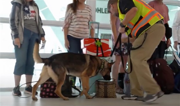 A drug detection dog looks through carry-on bags of embarking passengers