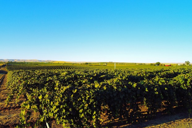 A vineyard in Washington State