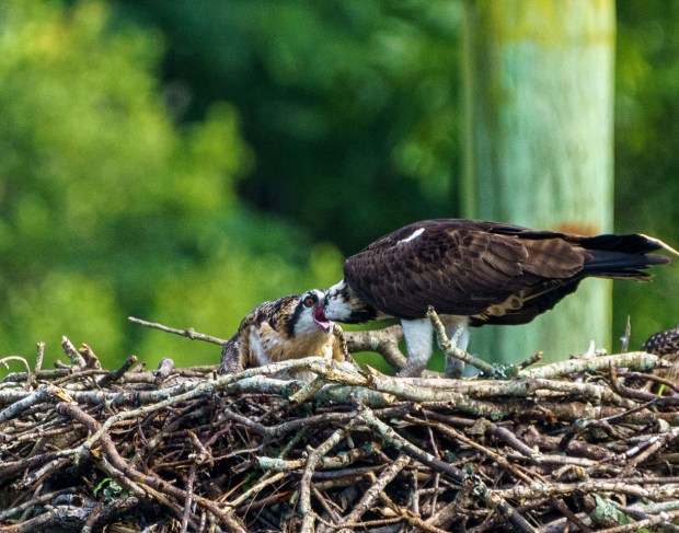 An osprey feeds its chick in its nest on Thurston Branch in Virginia Beach. Courtesy of Woody Stephens