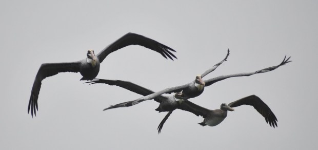 A squadron of pelicans fly over Rudee Inlet in Virginia Beach. Courtesy of Mike Weirich