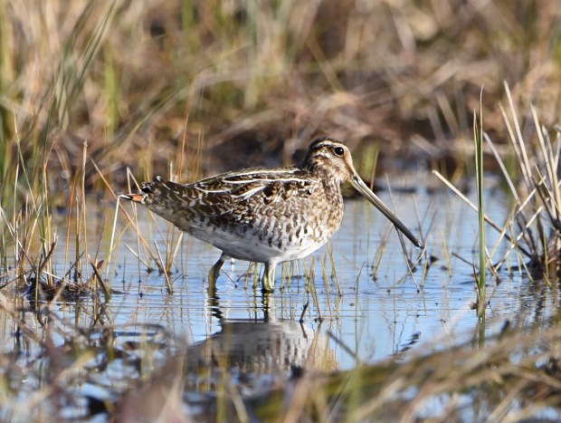 A Wilson's snipe wades in the marsh searching for food at Back Bay National Wildlife Refuge in Virginia Beach. Courtesy of Helen Pipcho