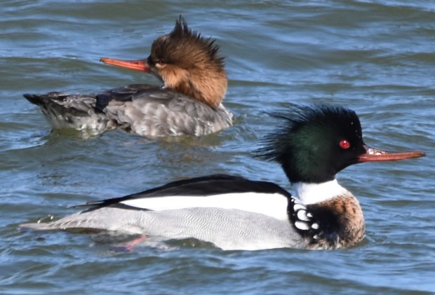 A male and female red-breasted merganser hang out in the Chesapeake Bay in Virginia Beach. Courtesy of Paul Simms