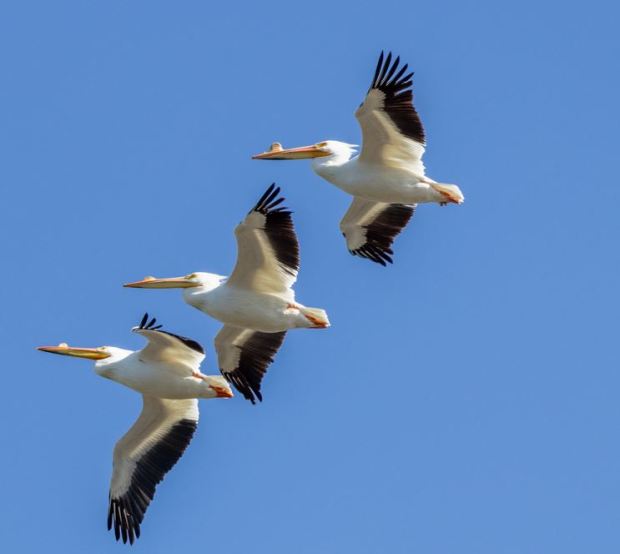 A squadron of white pelicans fly over Hog Island Wildlife Management Area in Surry. Courtesy of Cindy Hamilton