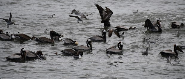 A flock of pelicans gorge themselves on fish at Rudee Inlet in Virginia Beach. Courtesy of Mike Weirich