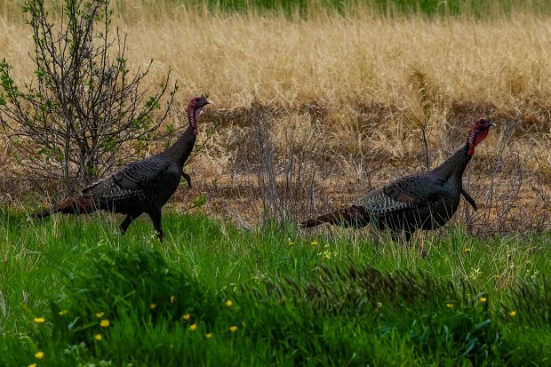 Wild turkeys cross the road into a field on North Muddy Creek Road in Virginia Beach. Courtesy of Cody Chaplain