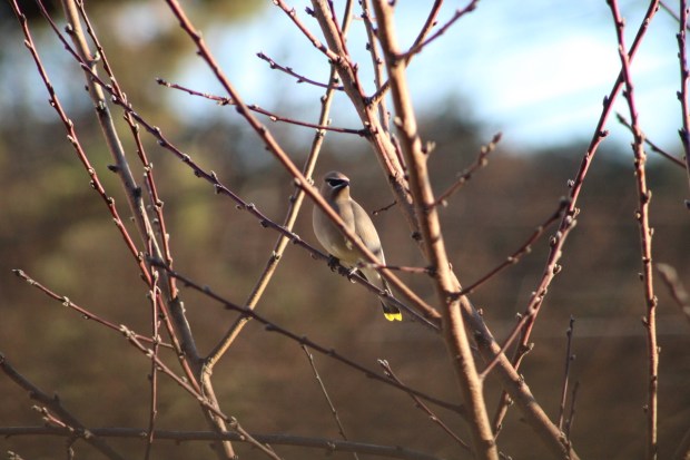 A cedar waxwing perches on the branch of a tree while waiting his turn at the birdbath in Chic's Beach in Virginia Beach. Courtesy of Carmen Scherrer