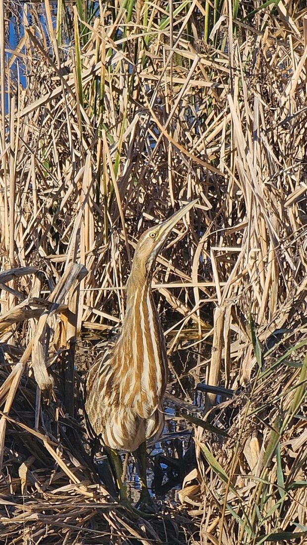 An American bittern camouflages itself in the marsh grasses at Mackay Island National Wildlife Refuge in North Carolina. Courtesy of Ankie Keizer