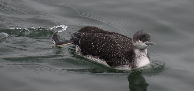 A common loon goes fishing at Rudee Inlet in Virginia Beach. Courtesy of Mike Weirich