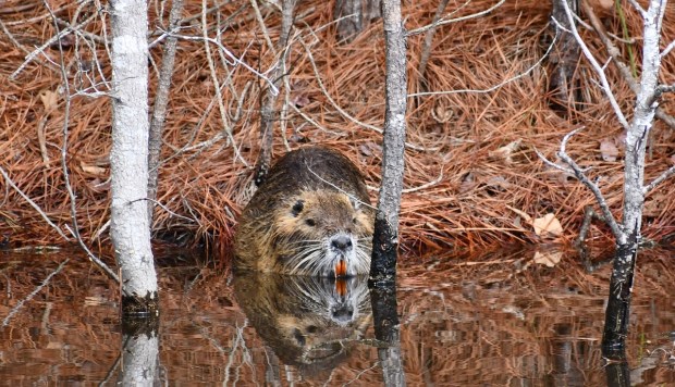 A nutria bares its orange, front teeth on the banks of the lake at the Red Wing Lake Golf Course in Virginia Beach. Courtesy of Mike Weirich