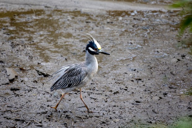 A yellow-crowned night heron returns to the Robinhood Forest area of Virginia Beach. Courtesy of Connie Owen