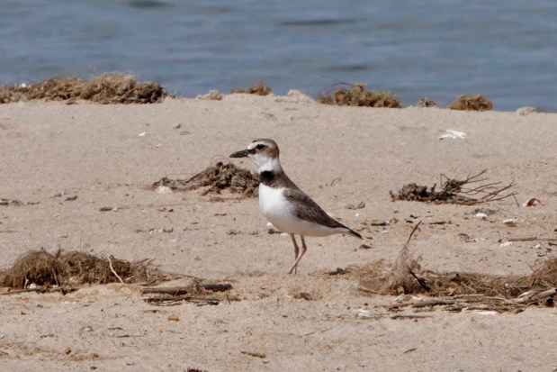 A Wilson's plover stands alone on the beach at First Landing State Park in Virginia Beach. Courtesy of June McDaniels