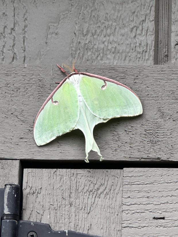 A luna moth hangs on for dear life during Hurricane Debby in Lake Shores in Virginia Beach. Courtesy of Denise Becker