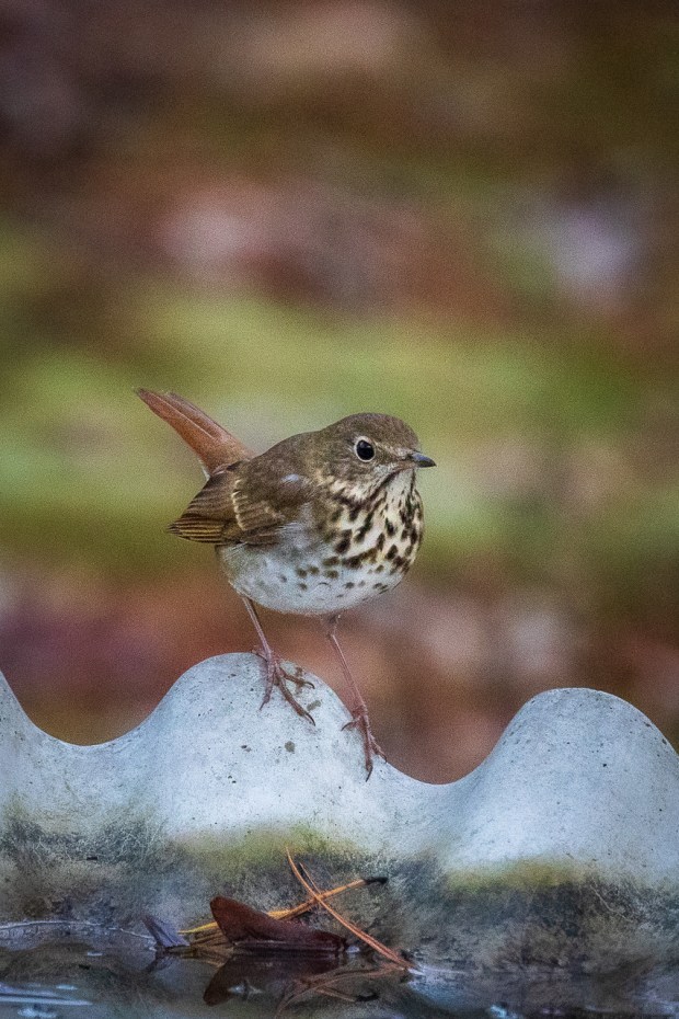 A hermit thrush finds water in a birdbath in the Robinhood Forest neighborhood in Virginia Beach. Courtesy of Connie Owen