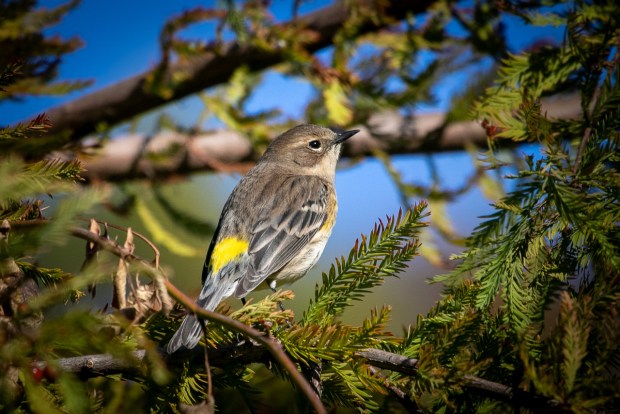 A yellow-rumped warbler visits a yard in the Robinhood Forest area of Virginia Beach. Courtesy of Connie Owen