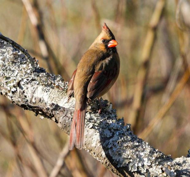 A female cardinal perches on a lichen-covered branch at Back Bay National Wildlife Refuge in Virginia Beach. Courtesy of Monica Ramanathan
