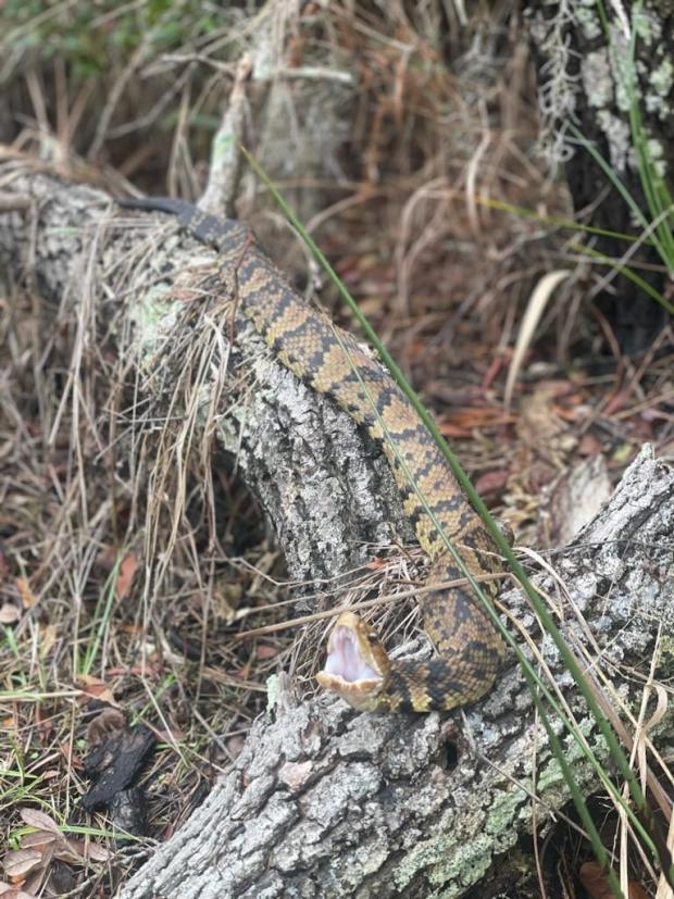 A cottonmouth stretches out on a limb with its mouth open in Carova in northeastern North Carolina. Courtesy of Waller Whittemore