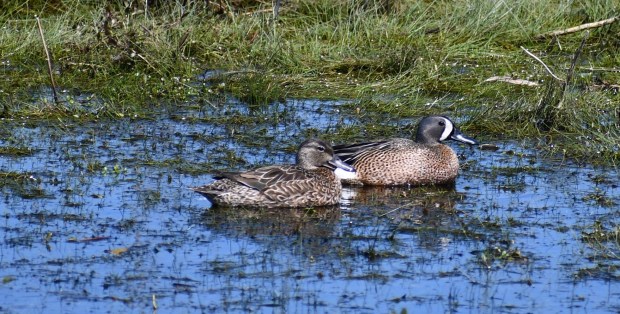 A pair of blue-winged teal dabble for food at False Cape State Park in Virginia Beach. Courtesy of Mike Weirich