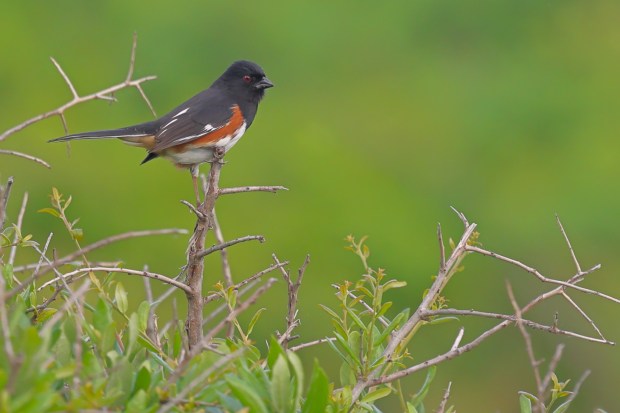 A towhee returns to the bay dunes just west of First Landing State Park in Virginia Beach. Courtesy of Joe DiGeronimo