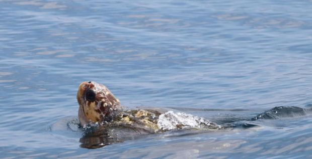 A sea turtle shows itself on a Pelagic Wildlife Exploration with Rudee Tours in Virginia Beach. Courtesy of Justin Fuller, Rudee Tours
