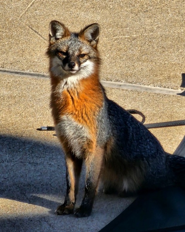A gray fox sits next to a neighborhood swimming pool at Holly Dunes in Virginia Beach. Courtesy of Corey Riley