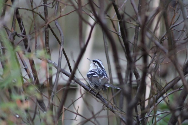 A black and white warbler hangs out on a tree branch in the Chic's Beach neighborhood in Virginia Beach. Courtesy of Carmen Scherrer