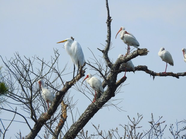 White ibis and great egrets perch on the branches of a dead tree at Chincoteague National Wildlife Refuge on the Eastern Shore. Courtesy of Allen Waters