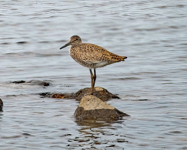 A willet hangs out at the beach at Back Bay National Wildlife Refuge in Virginia Beach. Courtesy of Michael Schimmel