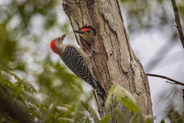 A red-bellied woodpecker feeds its young in a hollow tree nest in the Robinhood Forest area of Virginia Beach. Courtesy of Connie Owen