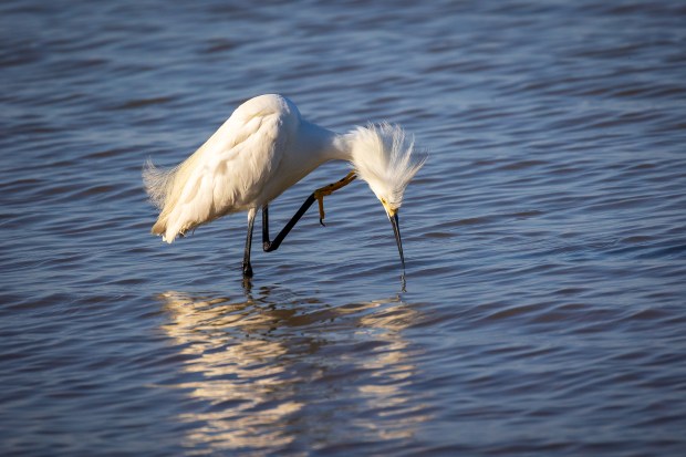 A snowy egret feeds in the shallow waters on the beach at Cape Charles on the Eastern Shore. Courtesy of Connie Owen