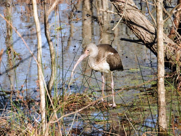 An immature white ibis probes for food at Stumpy Lake in Virginia Beach. Courtesy of Ronald Skasko