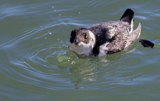 A dovekie swims and dives in search of zooplankton in Rudee Inlet in Virginia Beach. Courtesy of Cindy Hamilton