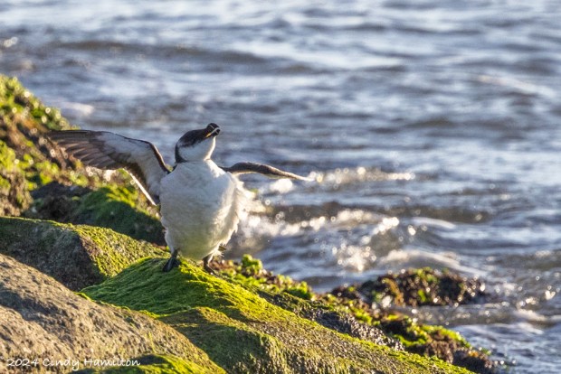 A razorbill hangs out at Fort Monroe in Hampton. Courtesy of Cindy Hamilton
