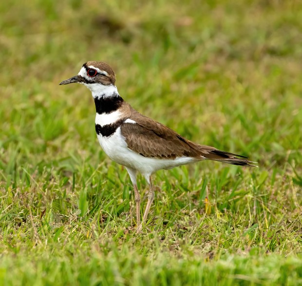 A Killdeer makes an appearance at Back Bay National Wildlife Refuge in Virginia Beach. Courtesy of Michael Schimmel