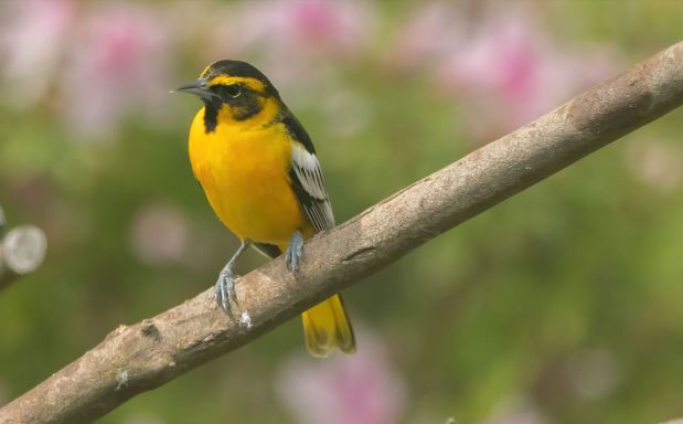 A rare Bullock's x Baltimore oriole hybrid makes an appearance in a Kempsville backyard in Virginia Beach. Courtesy of Reuben Rohn