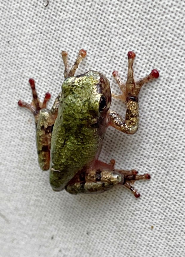 Cope's gray treefrog poses for a photo in Pocahontas Village in Virginia Beach. Courtesy of Tammy Woodell