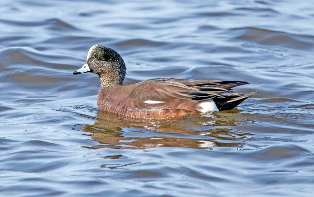 An American wigeon hangs out at Pea Island National Wildlife Refuge on the Outer Banks in North Carolina. Courtesy of Michael Schimmel
