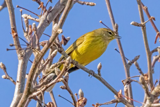 A palm warbler visits the Harris Teeter Retention Pond in Virginia Beach. Courtesy of Reuben Rohn