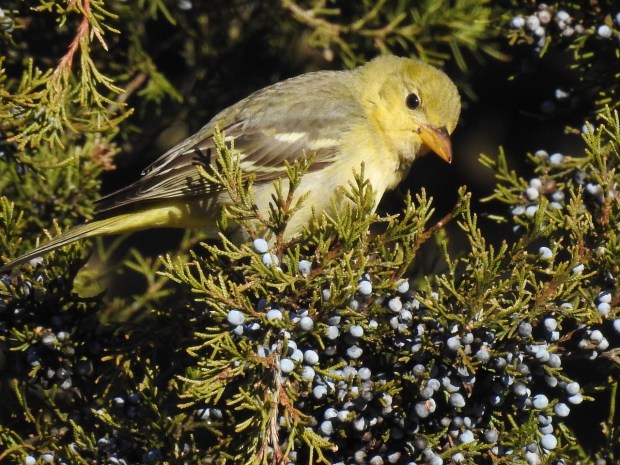A western tanager makes a rare appearance in the Eclipse neighborhood in Suffolk. Courtesy of Laura Mae