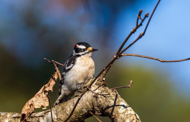 A downy woodpecker visits a backyard in the Robinhood Forest area in Virginia Beach. Courtesy of Connie Owen
