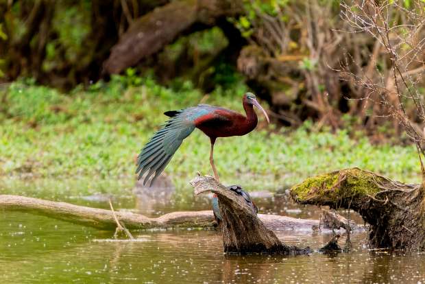 A glossy ibis perches on a stump at Stumpy Lake in Virginia Beach. Courtesy of Ted Hleba