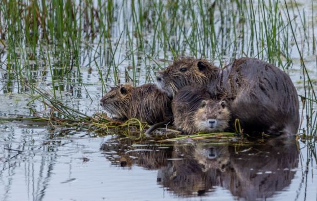 A family of nutria snuggle up among the grasses at Back Bay National Wildlife Refuge in Virginia Beach. Courtesy of Cindy Hamilton