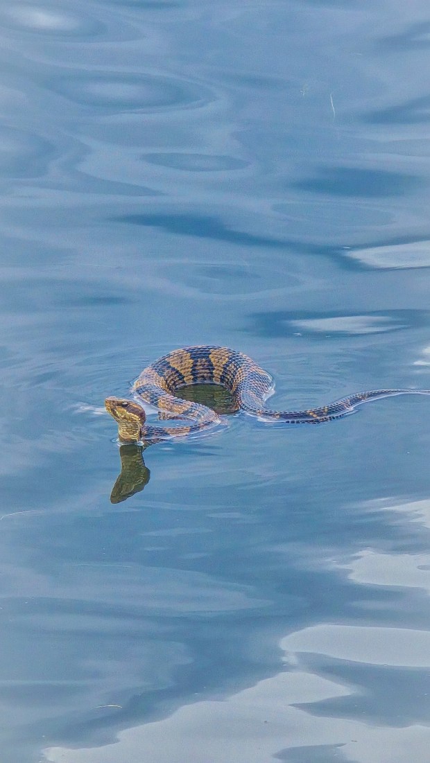 A cottonmouth floats peacefully on the surface of the water at Back Bay National Wildlife Refuge in Virginia Beach. Courtesy of Tiffany Froman