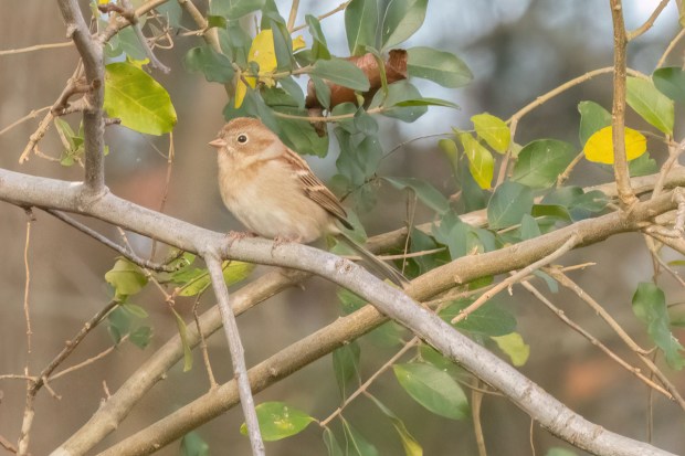 A field sparrow perches on a branch at the Harris Teeter Retention Pond in Virginia Beach. Courtesy of Reuben Rohn