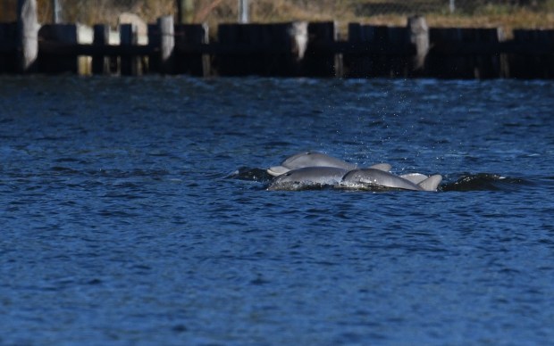 A pod of dolphins feed on fish in the Eastern Branch of the Elizabeth River in Virginia Beach. Courtesy of Denise Maples