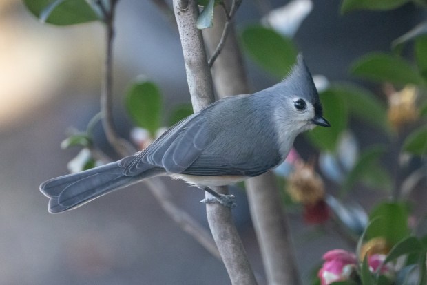 A tufted titmouse visits a backyard feeder in the Castleton neighborhood in Virginia Beach. Courtesy of Ed Obermeyer