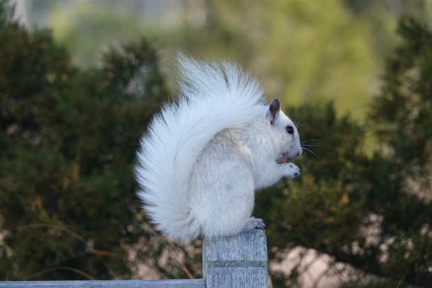 An albino gray squirrel perches on a post at First Landing State Park in Virginia Beach. Courtesy of June McDaniels