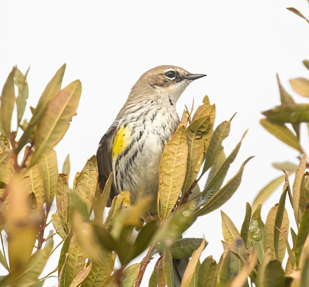 A yellow-rumped warbler perches at the top of a Wax myrtle bush at Back Bay National Wildlife Refuge in Virginia Beach. Courtesy of Michael Schimmel