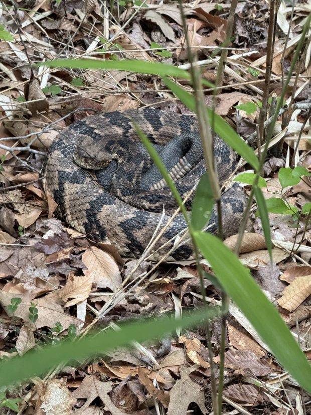 A canebrake rattlesnake lies camouflaged among the leaves in southern Chesapeake. Courtesy of Gary Williamson