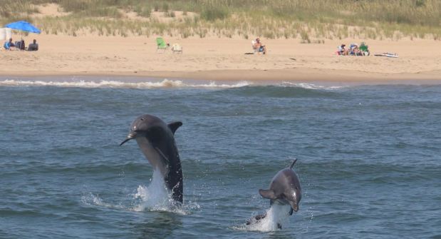 Dolphins frolic in the surf off the coast of Virginia Beach. Courtesy of Justin Fuller, Rudee Tours